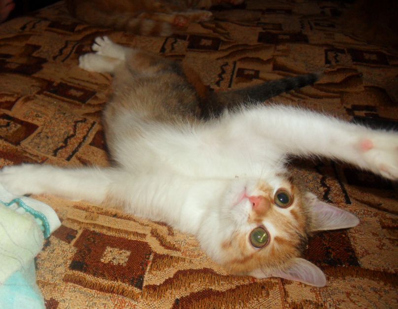 http://i4.imageban.ru/out/2010/10/29/dbfd239b92667c2ee6eb2c2ac27e8d96.jpg