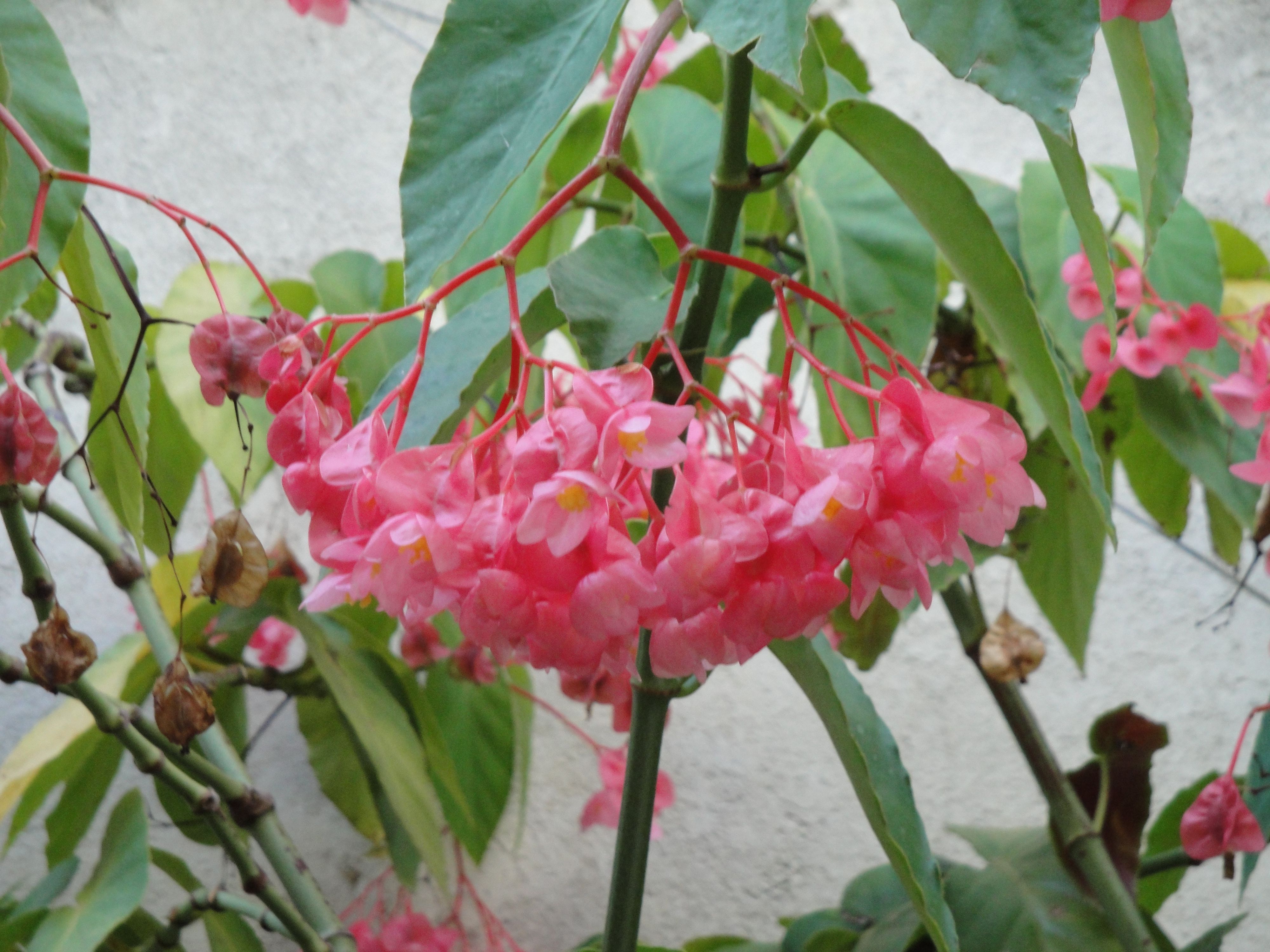 Flores de mi Jardín - Fotos propias - Taringa!