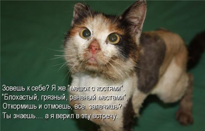 Лучшие котоматрицы недели