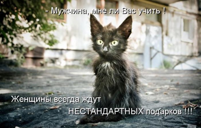 Лучшие котоматрицы недели