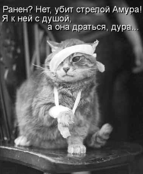 Лучшие котоматрицы недели