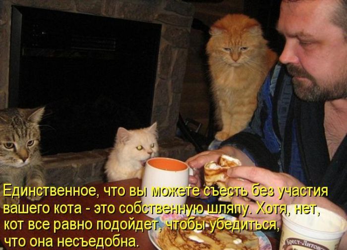 Лучшие котоматрицы недели