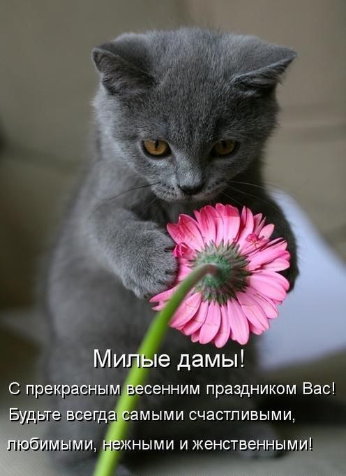 Лучшие котоматрицы недели