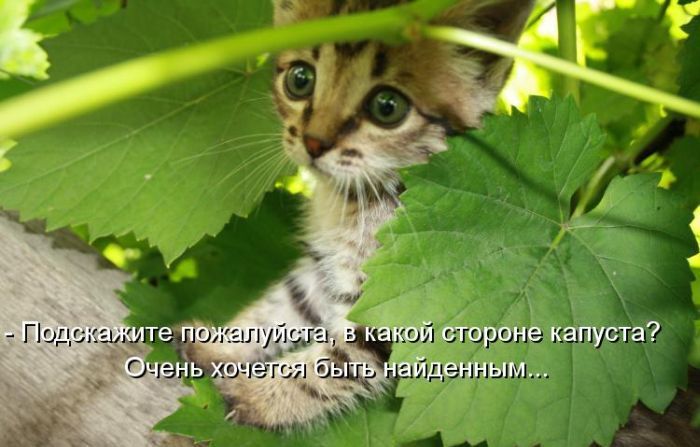 Лучшие котоматрицы недели