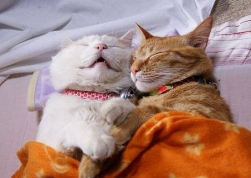  25 кошачьих поз для сна