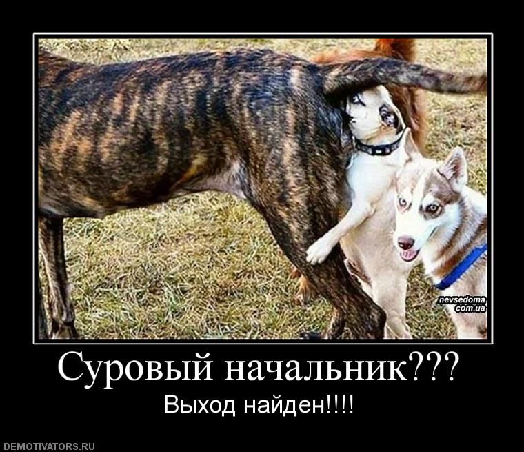 фото жополизов
