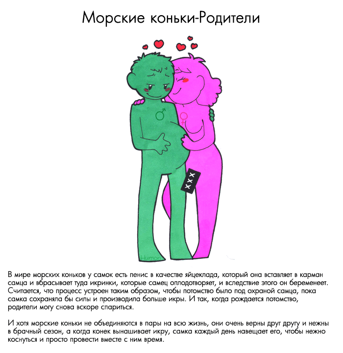 Милые морские коньки