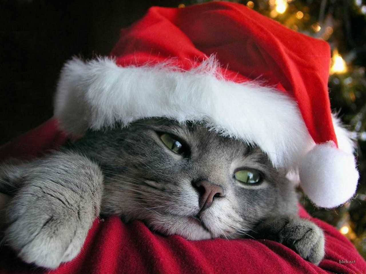Котики новогодние