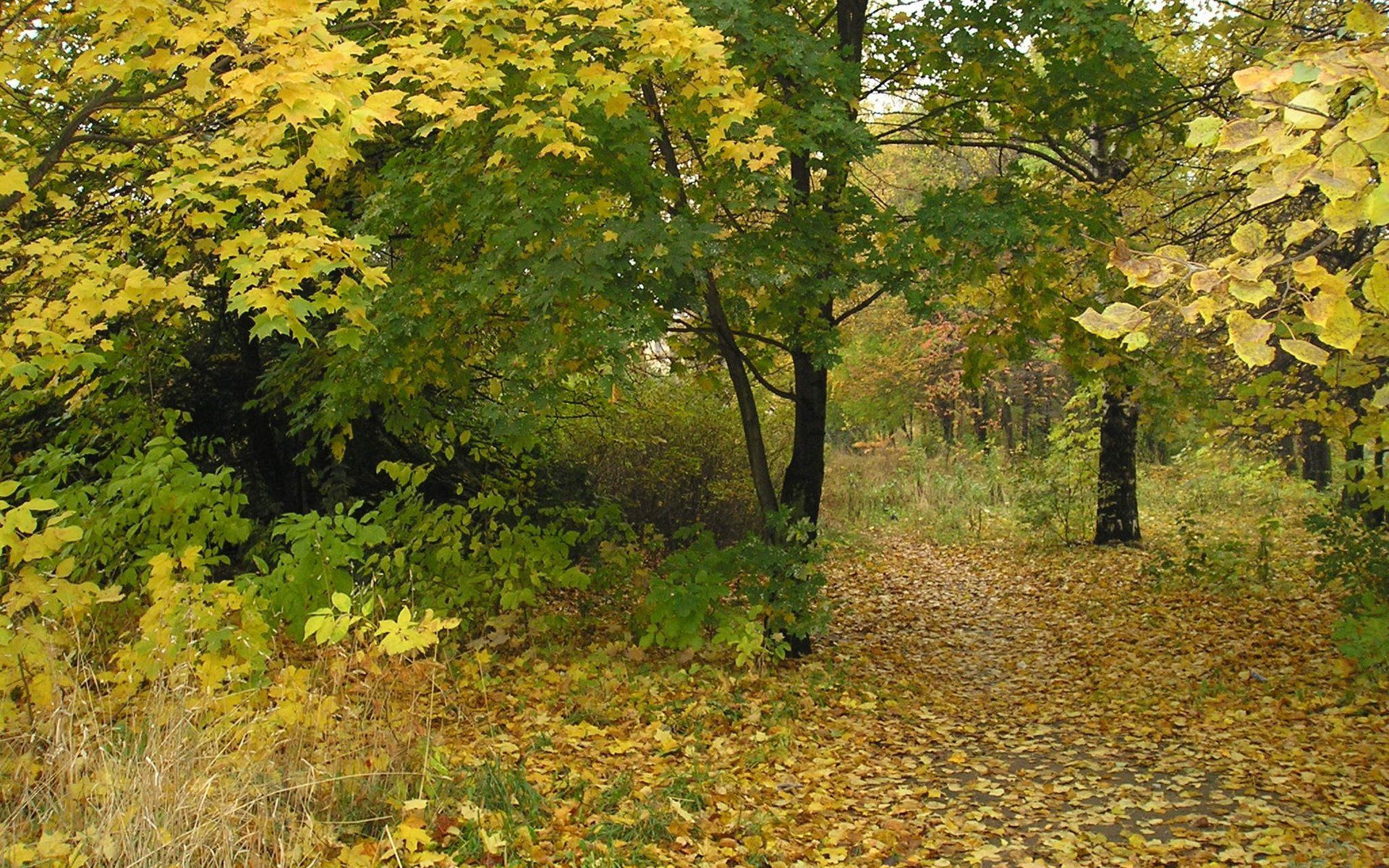 Ранняя осень в лесу