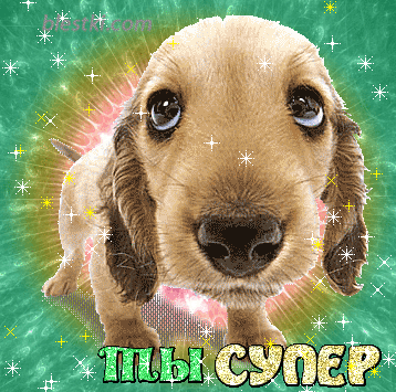 Собака