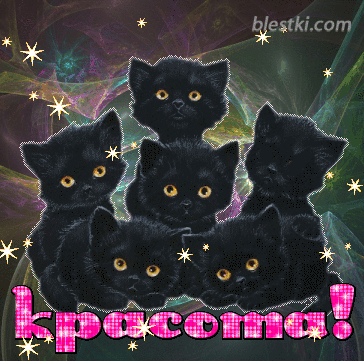 Котенок черный