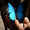 Парусник улисс (papilio ulysses)
