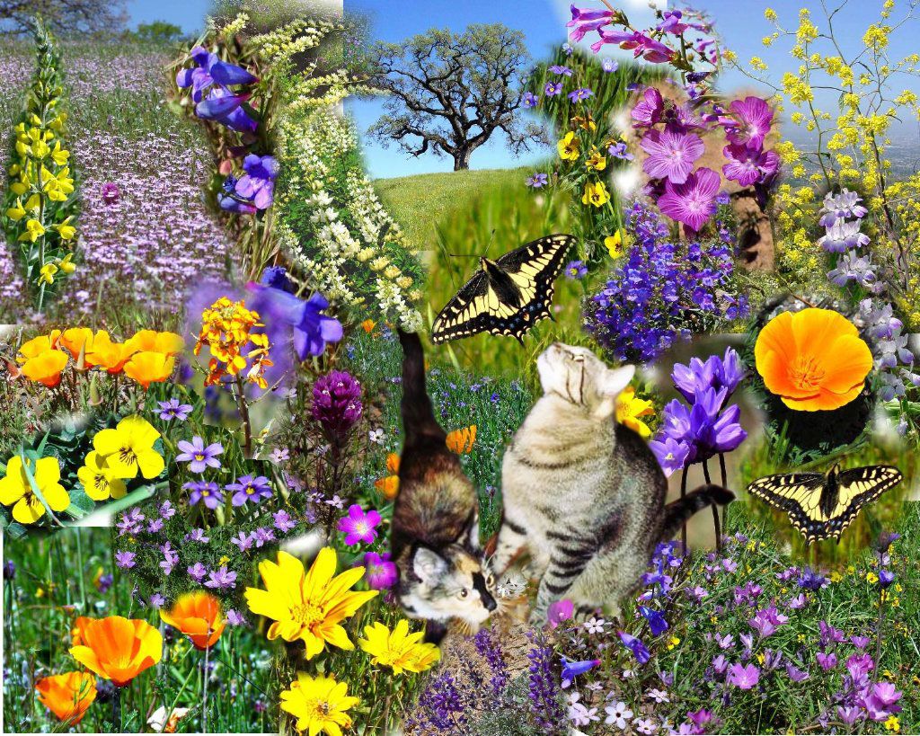 spring-flowers-collage.jpg