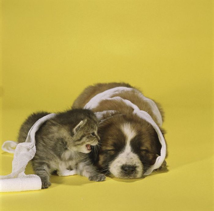 69116099_1294782009_cats_830.jpg