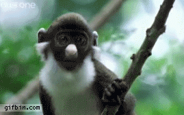 1302782101_monkey.gif