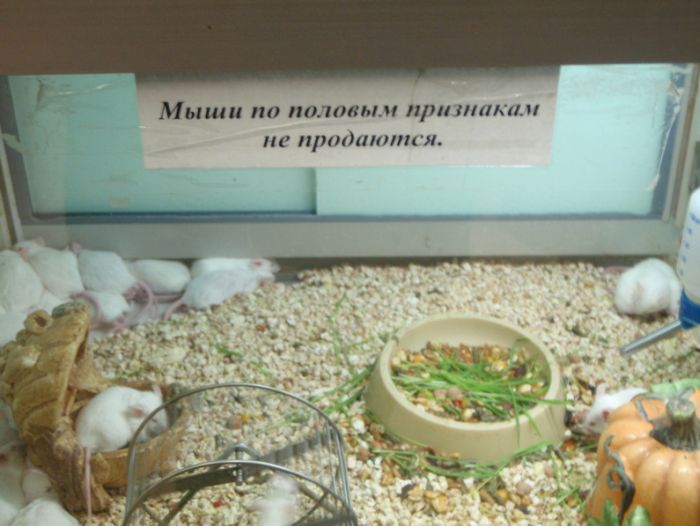 podborla.jpg