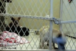 9135b4a1_92c2_ae86.gif