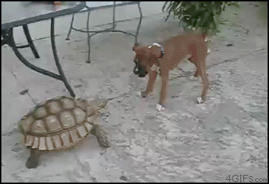 c9532629_175c_de8c.gif
