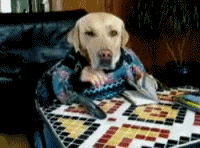 dog_dave_1.gif