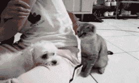 3ec39383_ebd5_dd1e.gif