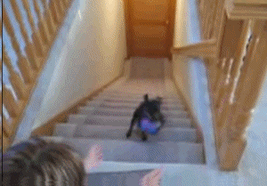 stairsdog23.gif