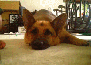 637413bb_d000_f427.gif