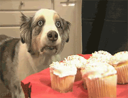 dogsandcupcaks.gif