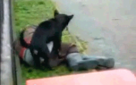 dogin.gif
