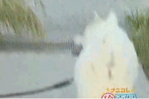 eyebrow17.gif