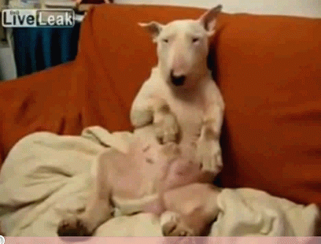 dog_plays_with_itself.gif