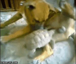 183ee942_c91f_affd.gif