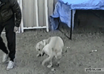 cc457378_72dc_3d2a.gif