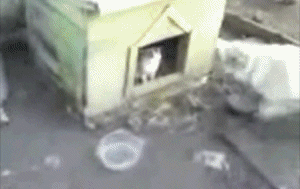catdoghouse25.gif