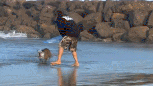 opp.gif