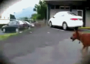 parkourdog24.gif
