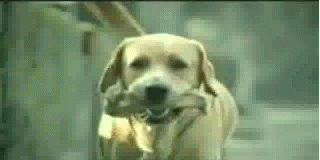 42f7c82f_8a7c_3dcb.gif