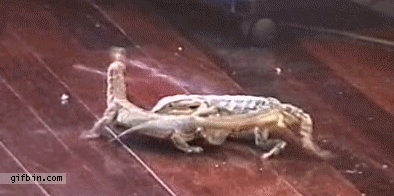 1306866569_lizard_tail_fight.gif