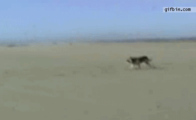 1307704835_dog_catches_kite.gif