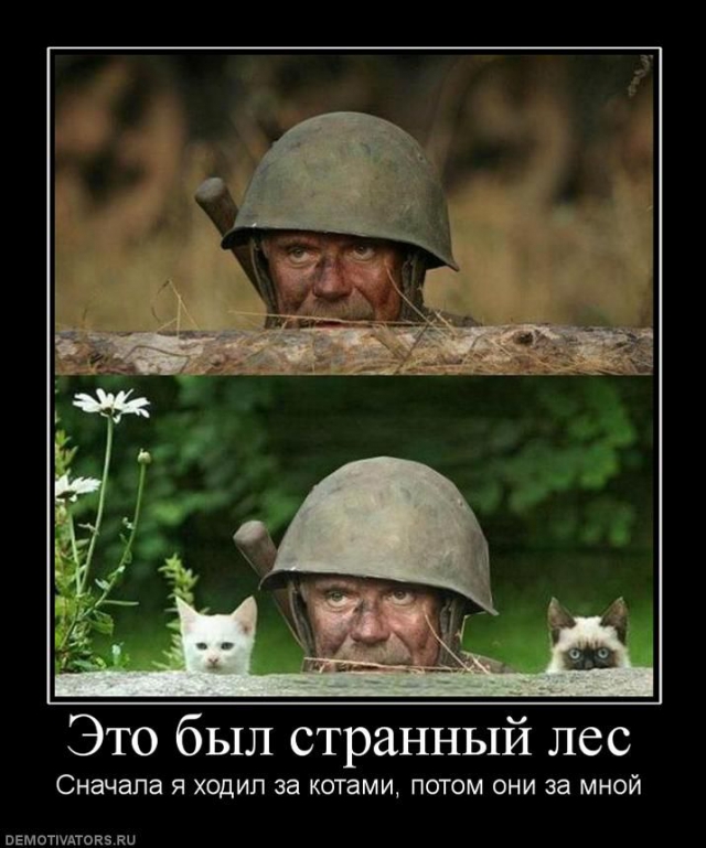 387669_eto-byil-strannyij-les.jpg