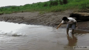1310121985_feeding_a_crocodile.gif