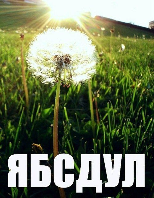 yab.jpg