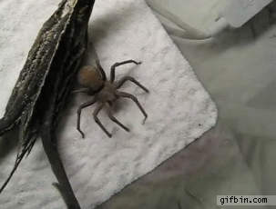 Большие пауки