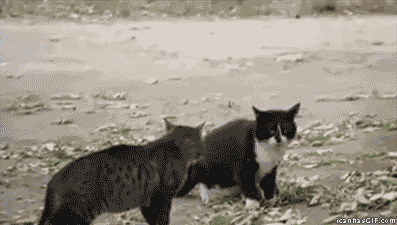 And+Order+Was+Restored_370a17_2562122.gif