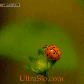 1316713957_ultra_slomo_ladybug_takes_off.gif