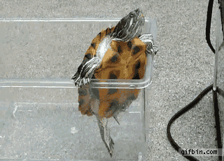 1317226832_turtle_escape_fail.gif
