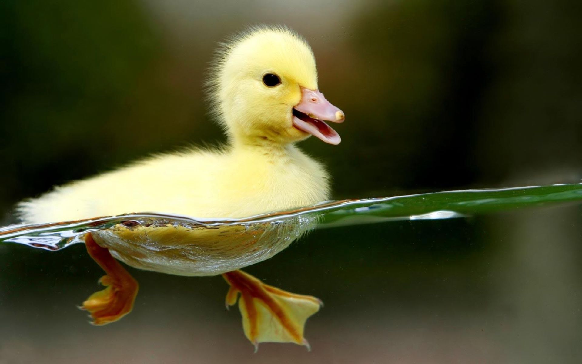 duckling 1680x1050.jpg