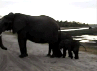 First+Gif+Most+likely+crap+but+I+think+it+s+awesome_4868da_2711649.gif