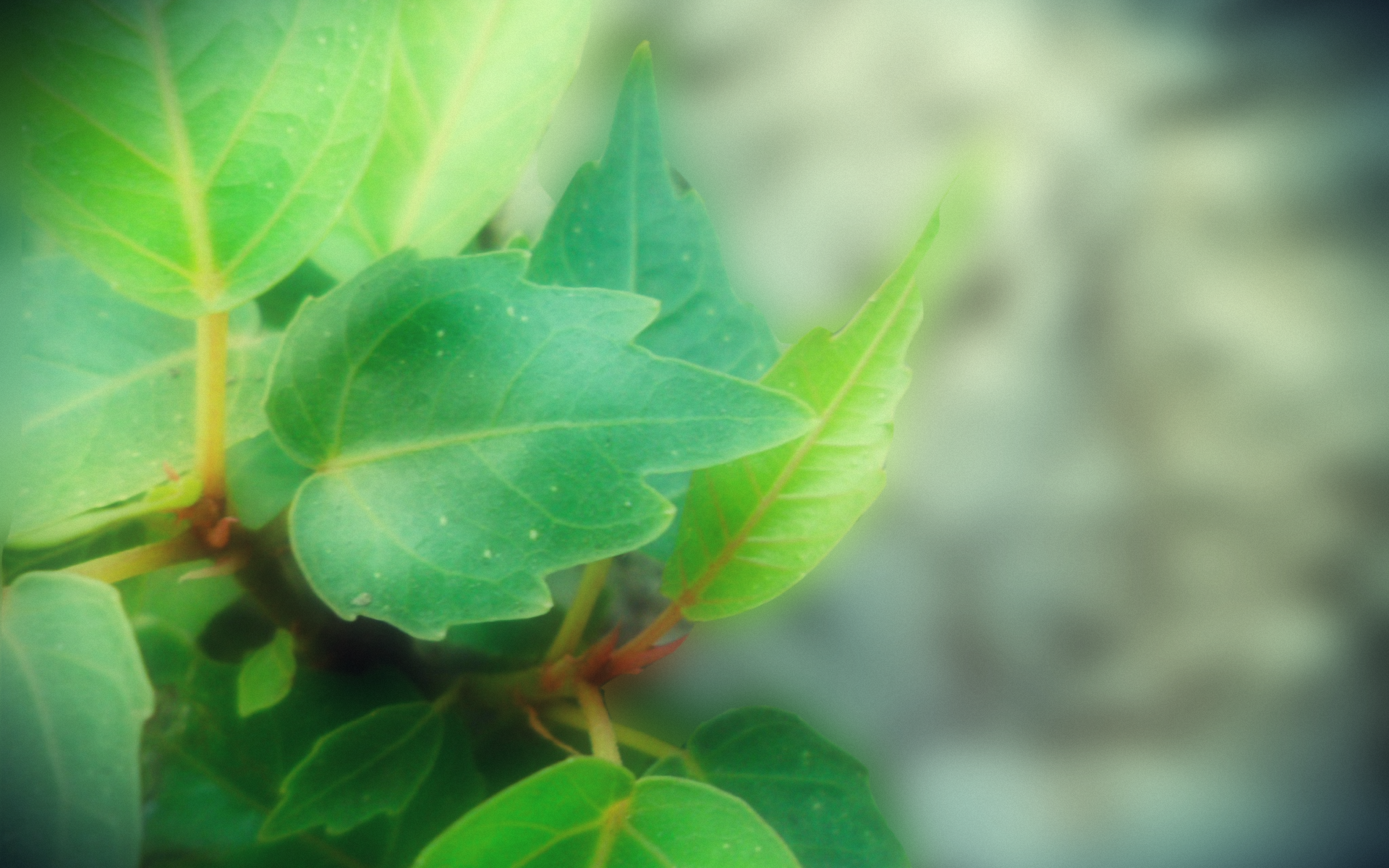 Листья на свету