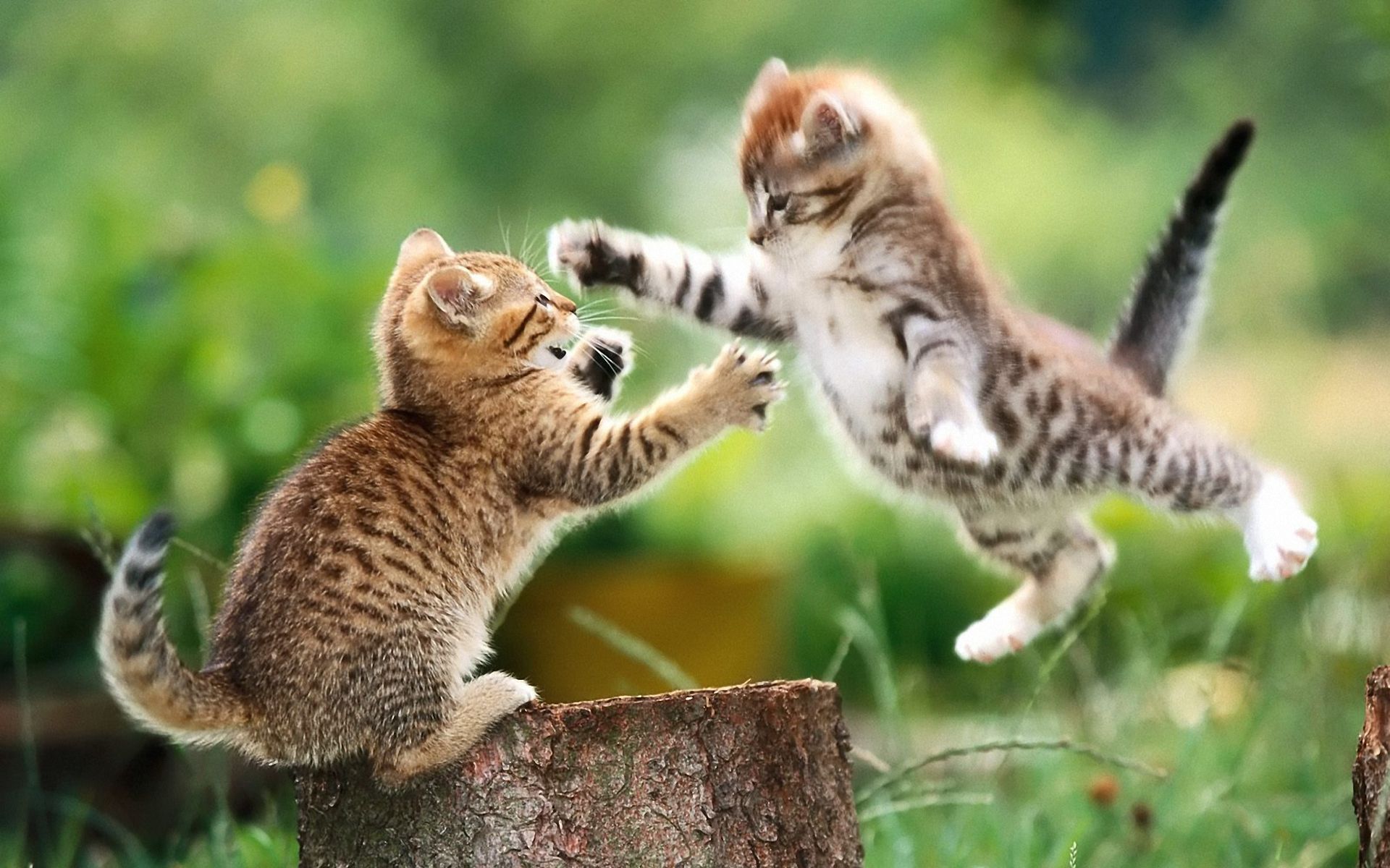 Котенок кошка