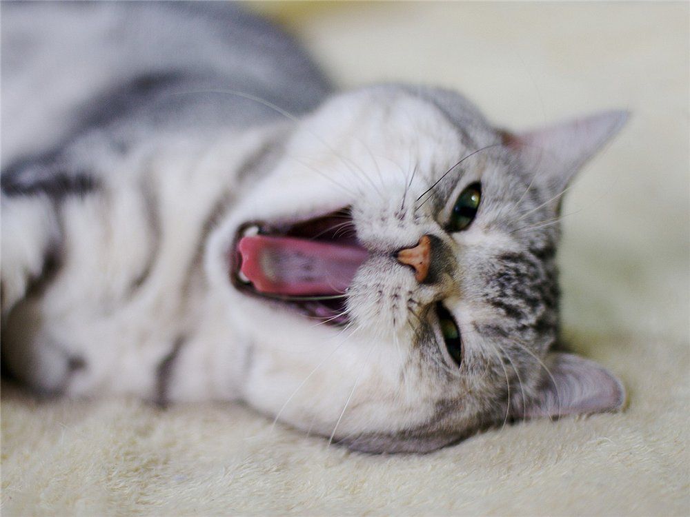 Зевающая кошка